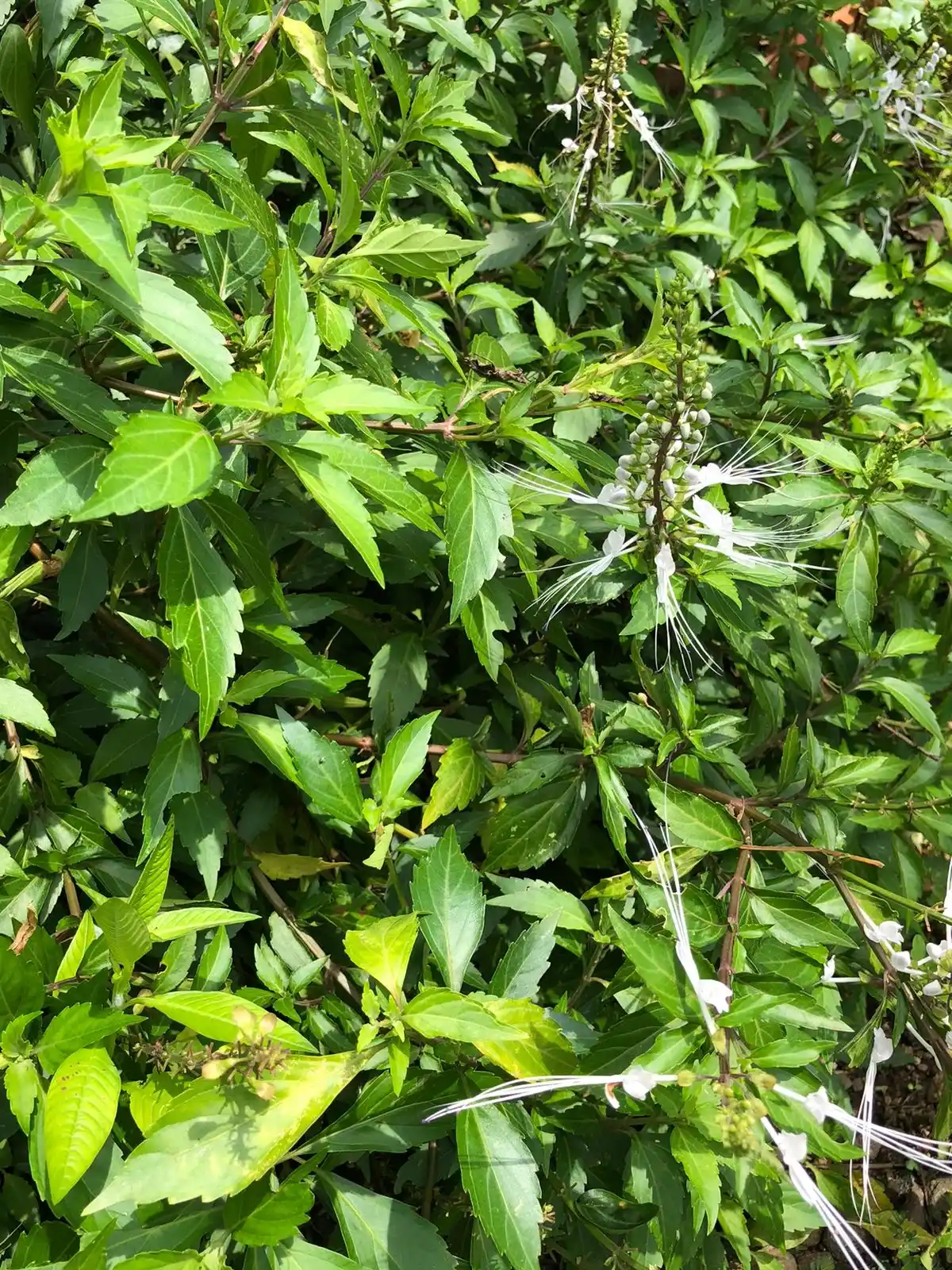Temulawak sebagai bahan herbal Boja Factory